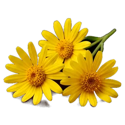 Arnica Flower (Arnica Montana Flower Extract)
